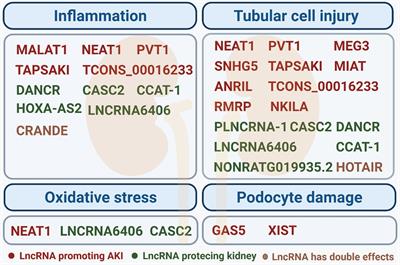 An Update of Long-Noncoding RNAs in Acute Kidney Injury